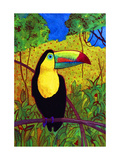 Toucan Giclee Print by John Newcomb