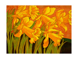 Big Daffodils Reproduction procédé giclée par John Newcomb