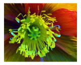 Flower Fantasy Photographic Print by Gary M. Curtis