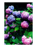 Hydrangea Blossoms Photographic Print by Nancy S. Mueller Shepherd