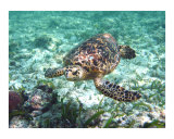 Sea Turtle Photographic Print by Shannon Maxwell