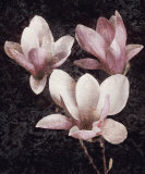 Pink Magnolias II Prints by John Seba Pink Magnolias II Prints by John Seba