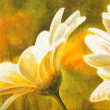 Marguerites dans le Soleil II Poster by Pierre Viollet