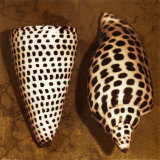Caroline Kelly - Cone Seashell Plakát