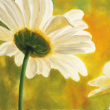 Marguerites dans le Soleil I Posters van Pierre Viollet