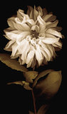 Dahlia I Prints by Caroline Kelly