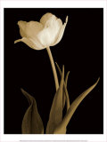 Splendid Beauty Kunstdrucke von Charles Britt