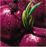 Onions Prints by Alma'ch 