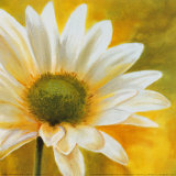 Marguerites dans le Soleil III Affiches par Pierre Viollet