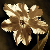 Parrot Tulip I Art by Caroline Kelly