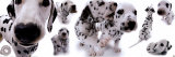 Dalmatiens Affiches