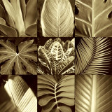 Tropical Leaves II Prints by Caroline Kelly