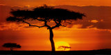Plaines de Masaï Mara, Kenya Poster par James Urbach