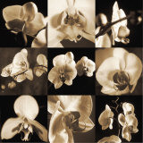 Orchid Bouquet Posters by Caroline Kelly