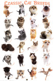 Cat Breeds Kunstdrucke