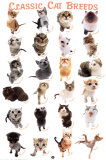 Cat Breeds Poster