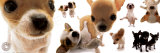 Chihuahua Posters