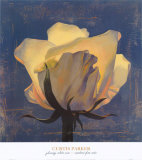 Glowing White Rose Print by Curtis Parker Glowing White Rose Print by Curtis Parker