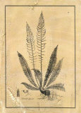 Fern I Prints by Samuel Curtis