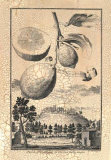 Cucumber Lemon Print by Johann Christof Volckamer