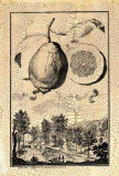 Genova Lemon Prints by Johann Christof Volckamer