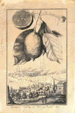 Lemon of Scorza Gien Tile Prints by Johann Christof Volckamer