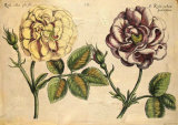 DePasse Elephant Roses I Art by Crispijn de Passe