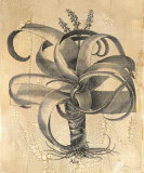 Besler Aloe Prints by Basilius Besler