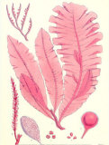 British Seaweed Plate CLL Prints by William Henry Harvey