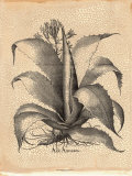 Besler Aloe Americana Poster by Basilius Besler