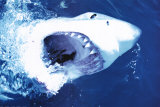 Great White Shark Prints