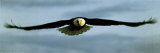 Eagle Posters
