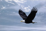 Eagle Prints