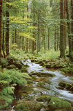 Forest Creek Posters