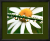 Daisy Poster di Craig Tuttle Daisy Poster di Craig Tuttle