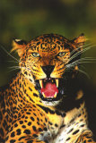 Leopard in Tree Poster