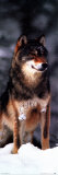 Wolf Láminas