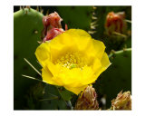 Cactus Bloom Photographic Print by David Cramer