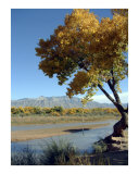 Bosque Rope Swing Photographic Print by David Cramer