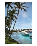 Palms at Flatts Giclee Print by Donna Corless Palms at Flatts Giclee Print by Donna Corless