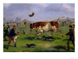 Bull Baiting Giclee Print by Samuel Henry Alken