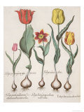 Tulips: 1.Tulipa Lutea Maculis Rubens, 2.Tulipa Aurei Coloris, 3.Tulipa Lutea Prope Calicem Radis Giclee Print Tulips: 1.Tulipa Lutea Maculis Rubens, 2.Tulipa Aurei Coloris, 3.Tulipa Lutea Prope Calicem Radis Giclee Print