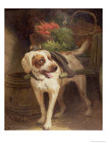 The Grocer's Dog Giclee Print by Henriette Ronner-Knip