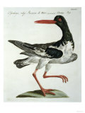 Oyster Catcher, circa 1767-76 Giclee Print Oyster Catcher, circa 1767-76 Giclee Print