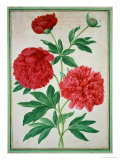 Peonies, Plate 46 from the Nassau Florilegium Reproduction procédé giclée par Johann Jakob Walther