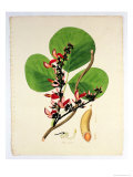 Butea Superba, Illustration from "Plants of the Coromandel Coast," 1795 Giclee Print by William Roxburgh