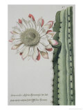 Cereus Erectus Altissimus Syrinamensis from 