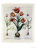 Tulipa Perfica Non Aperta, Tulipa Polyanthos Pracox, Tulipa Perfica Aperta Giclee-trykk av Basilius Besler Tulipa Perfica Non Aperta, Tulipa Polyanthos Pracox, Tulipa Perfica Aperta Giclee-trykk av Basilius Besler