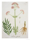 Valerian from Valerian from