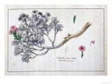 Caryophyllus Arboreus and Seriphius, from a Work by Joseph Pitton De Tournefort reproduction procédé giclée par Claude Aubriet